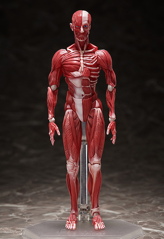 Фигурка figma Human Anatomical Model