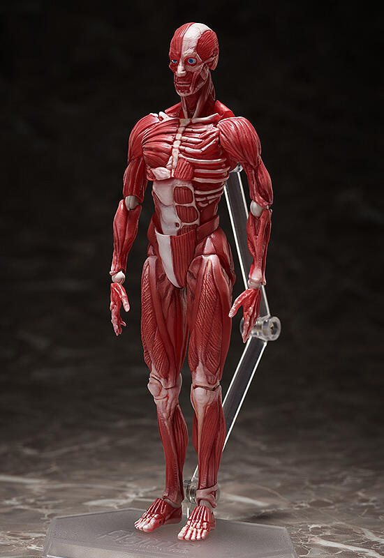 Фигурка figma Human Anatomical Model