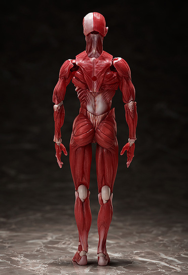 Фигурка figma Human Anatomical Model