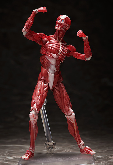 Фигурка figma Human Anatomical Model