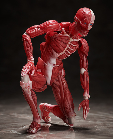 Фигурка figma Human Anatomical Model