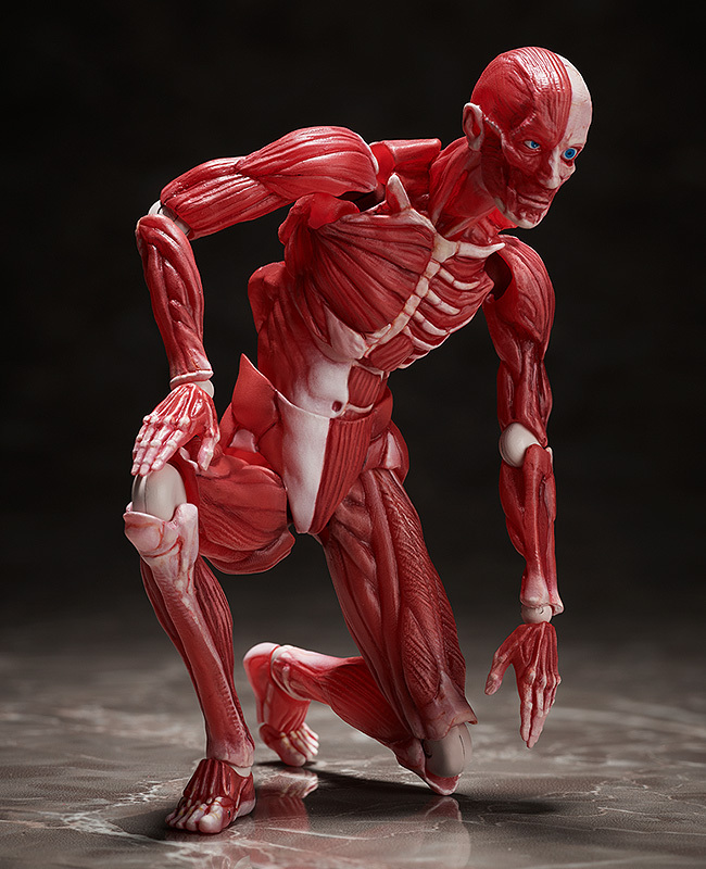 Фигурка figma Human Anatomical Model