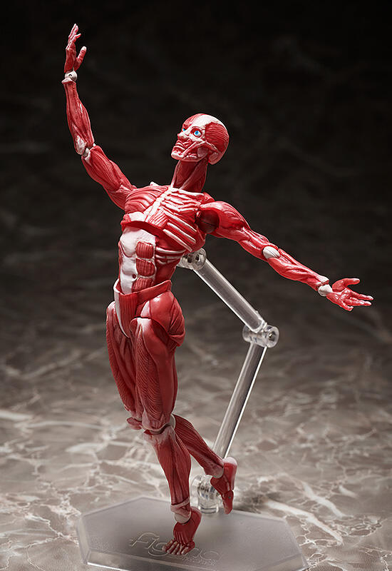 Фигурка figma Human Anatomical Model