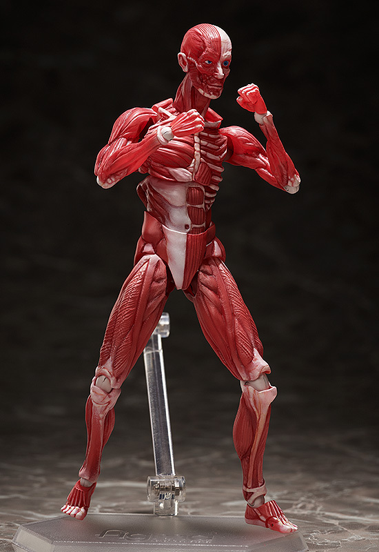 Фигурка figma Human Anatomical Model